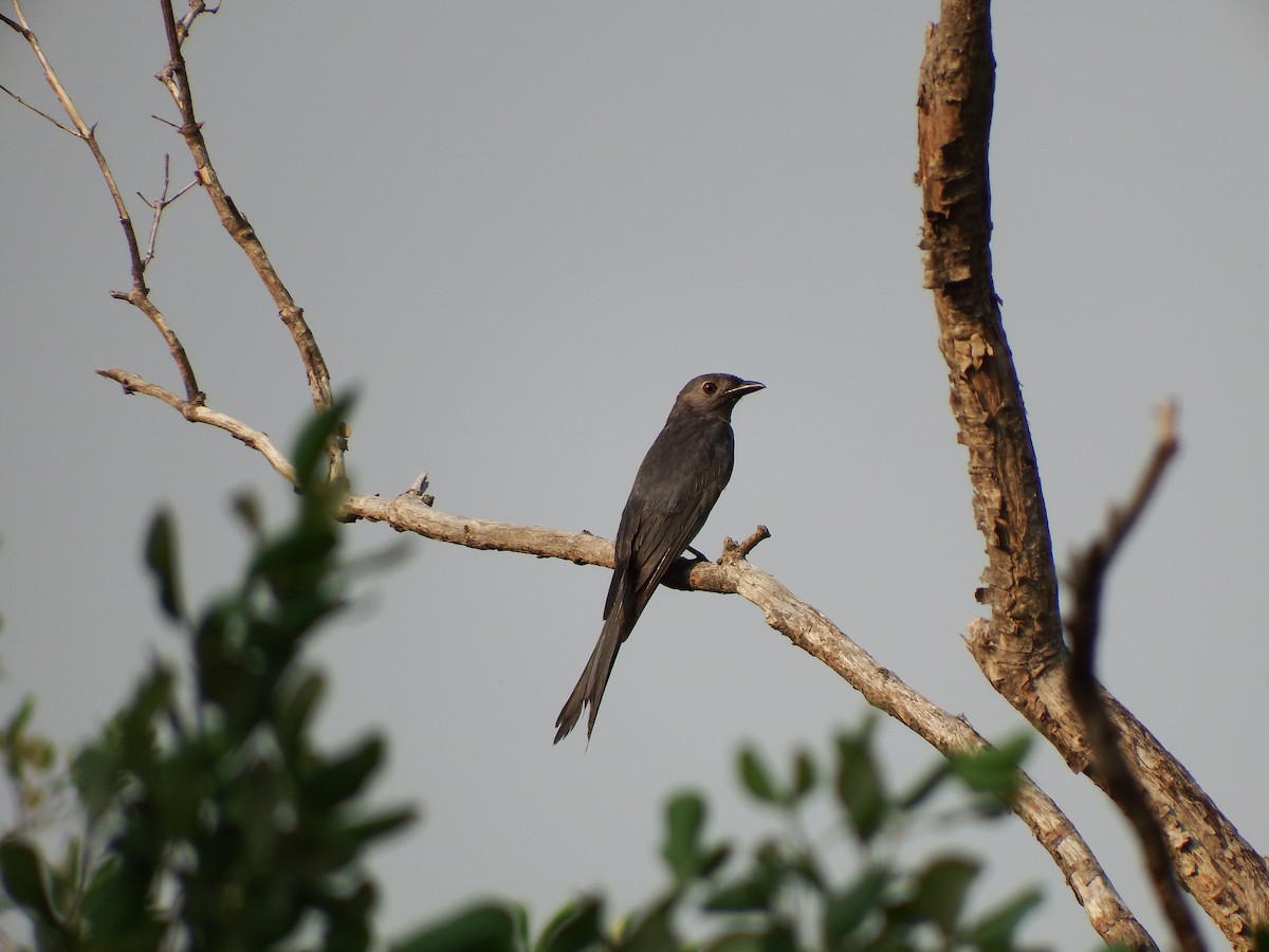 Ashy Drongo - ML87243491