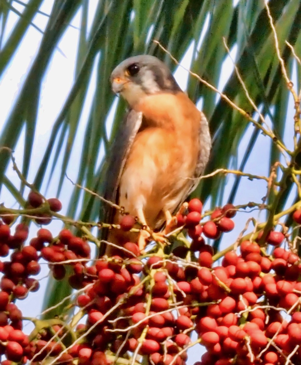 American Kestrel - ML87243911