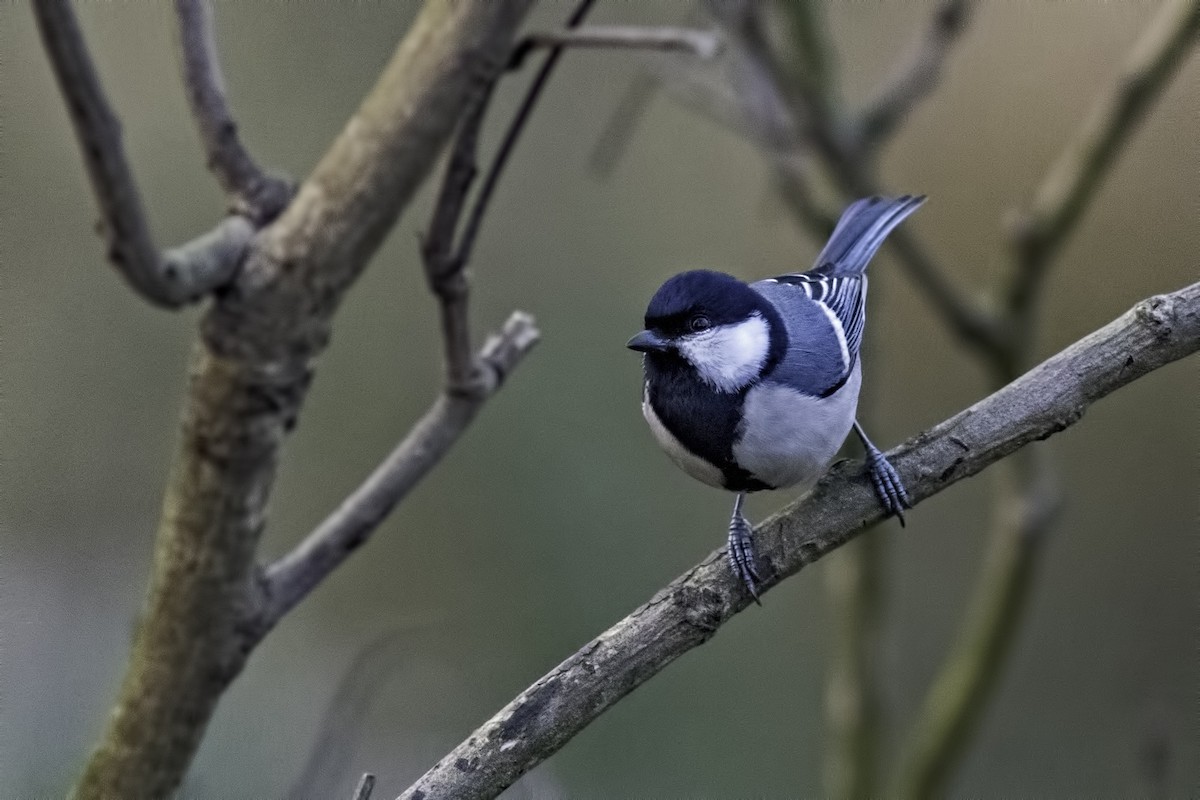 Asian Tit (Cinereous) - Kavi Nanda