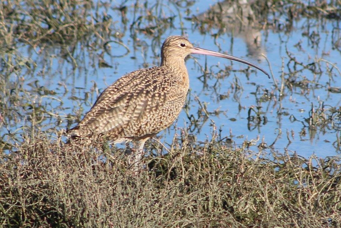 Long-billed Curlew - ML87246851