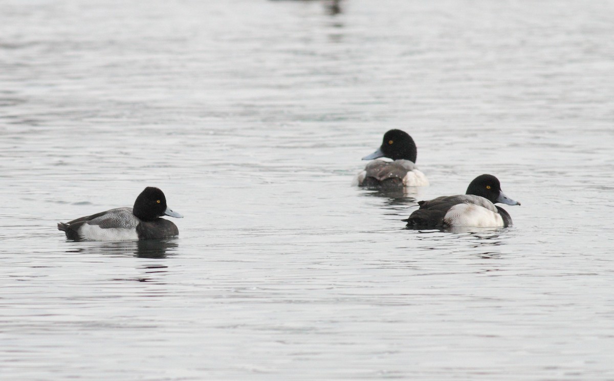 Lesser Scaup - ML87247791