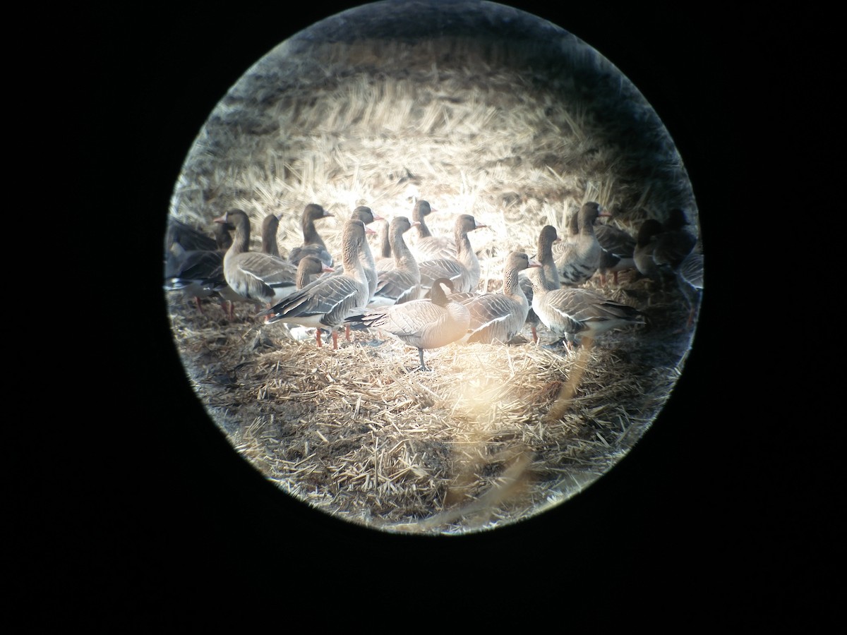 Cackling Goose (minima) - ML87248401