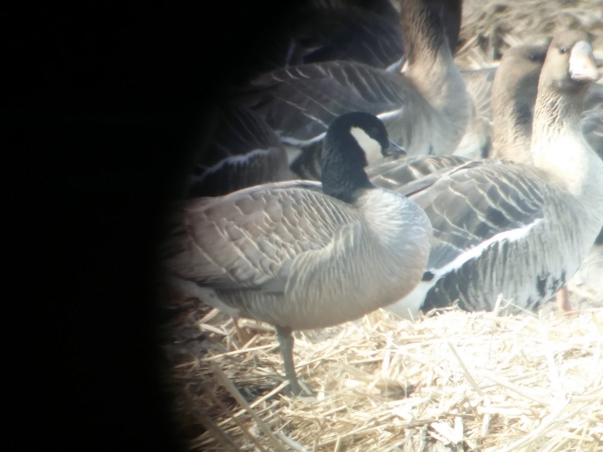 Cackling Goose (minima) - Breght Vandenberghe