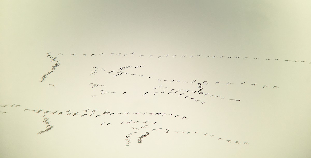 Цасны галуу - ML87248771