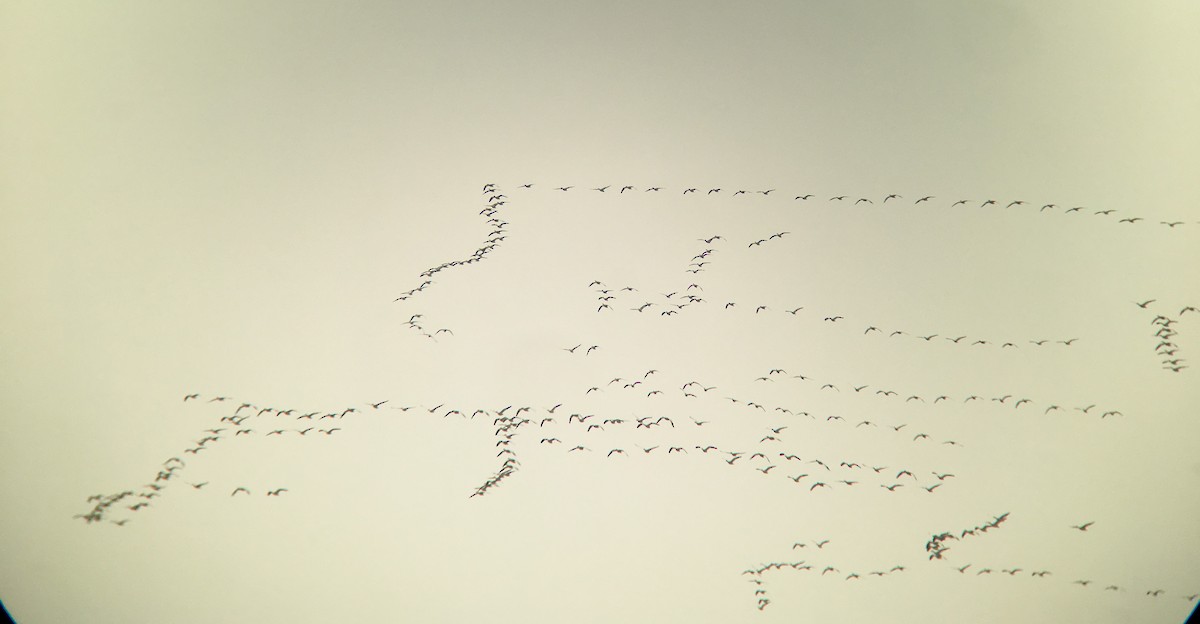 Цасны галуу - ML87248781