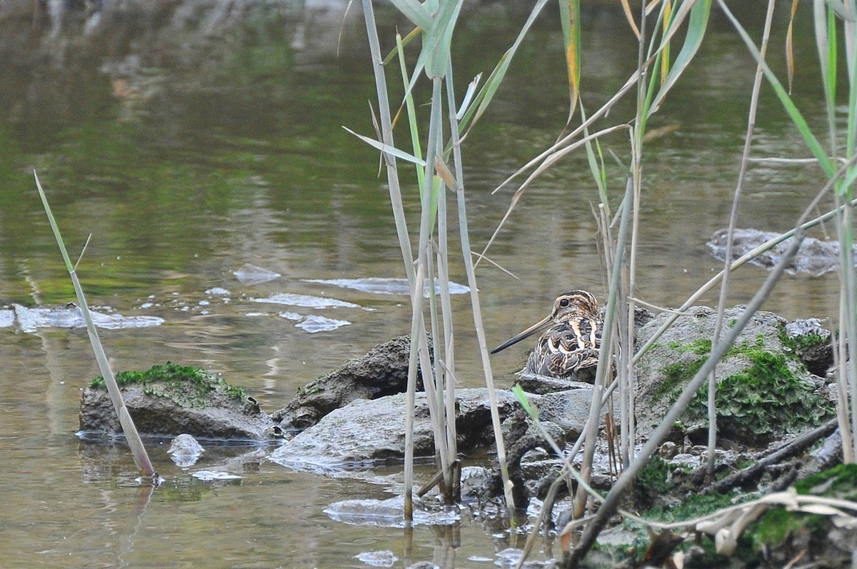 Common Snipe - Cheng-Ru Tsai