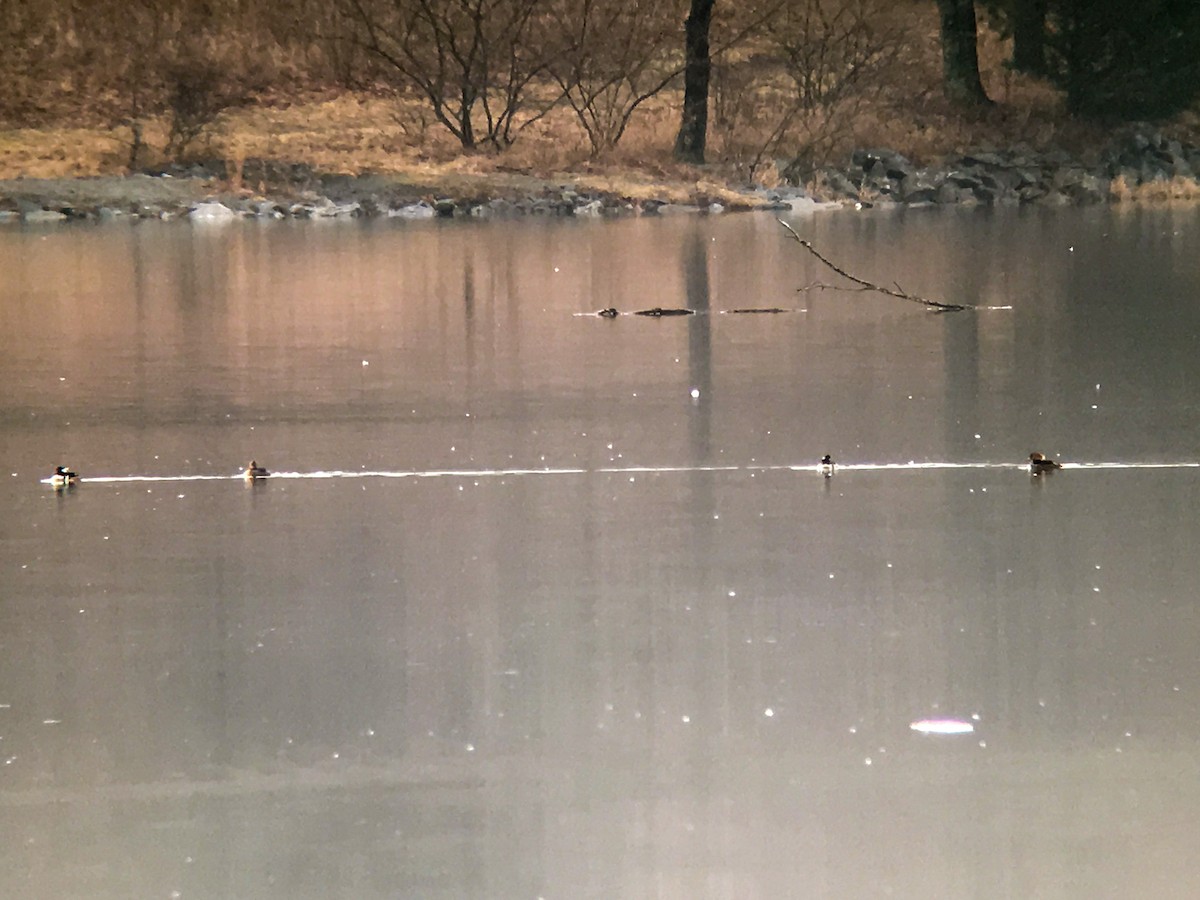 Hooded Merganser - ML87248981