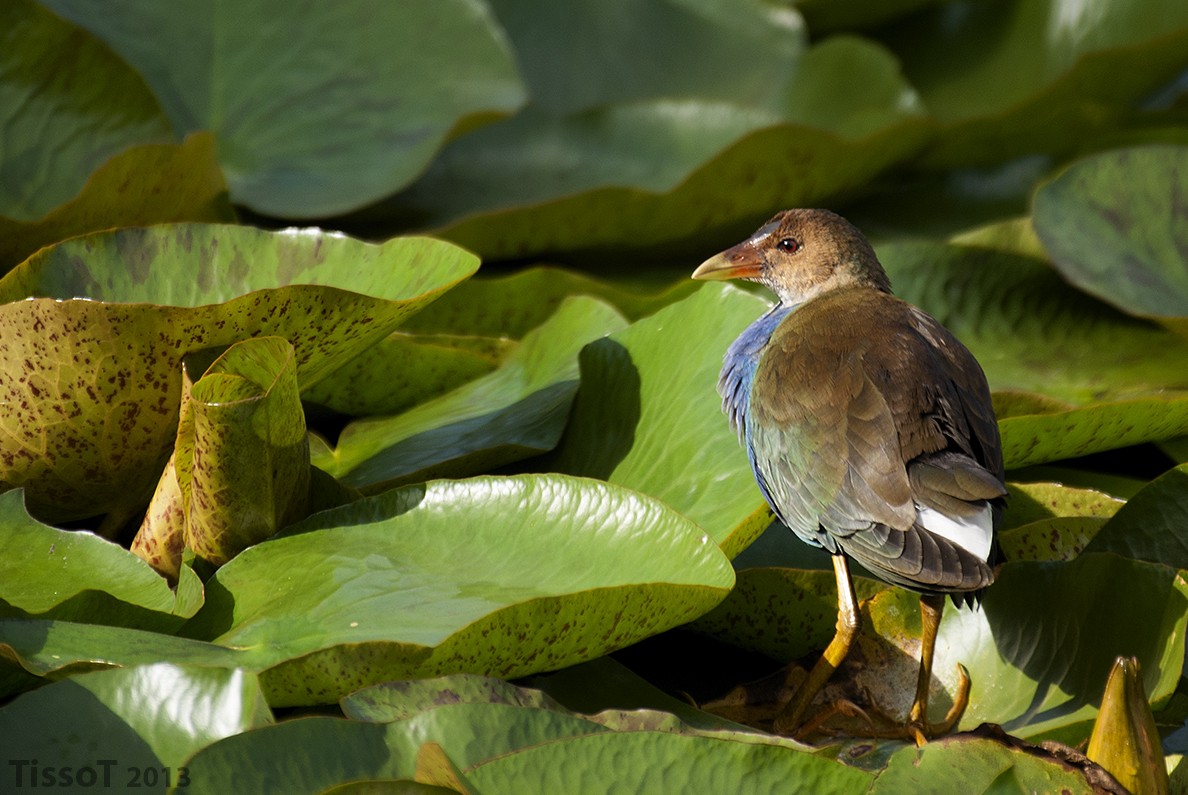 Purple Gallinule - ML87249151