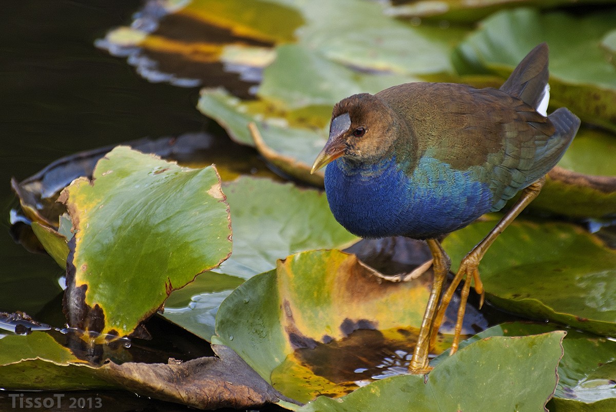 Purple Gallinule - ML87249161