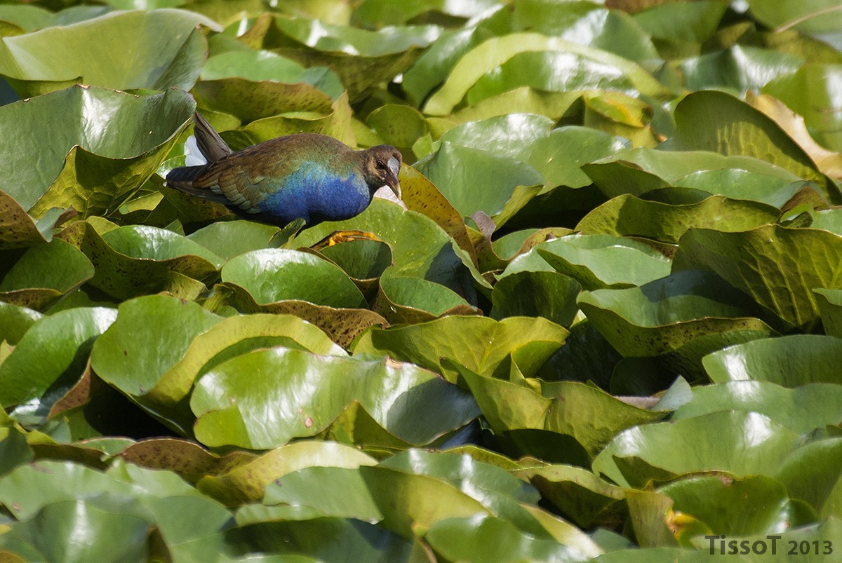Purple Gallinule - ML87249171