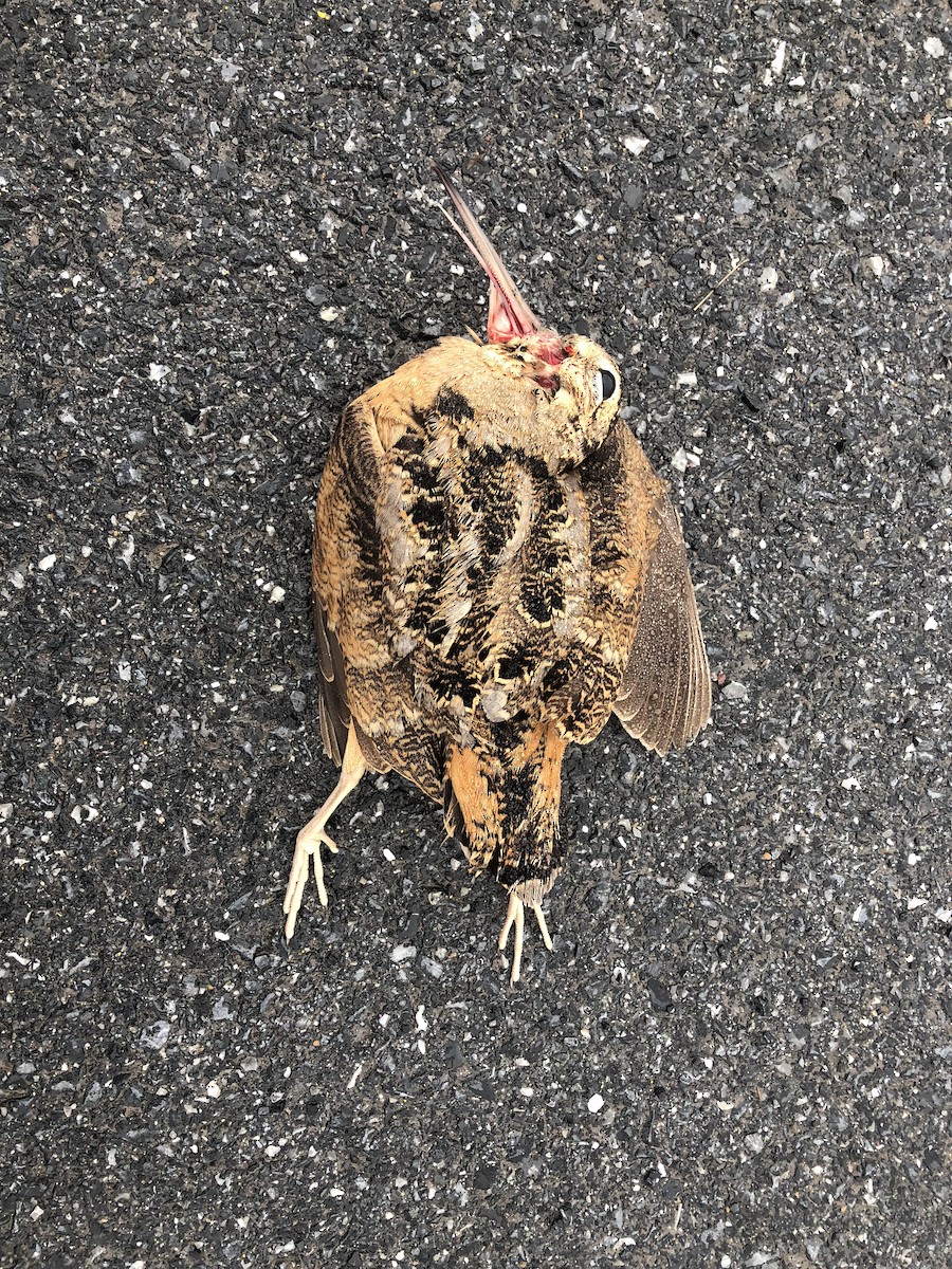 American Woodcock - ML87250831