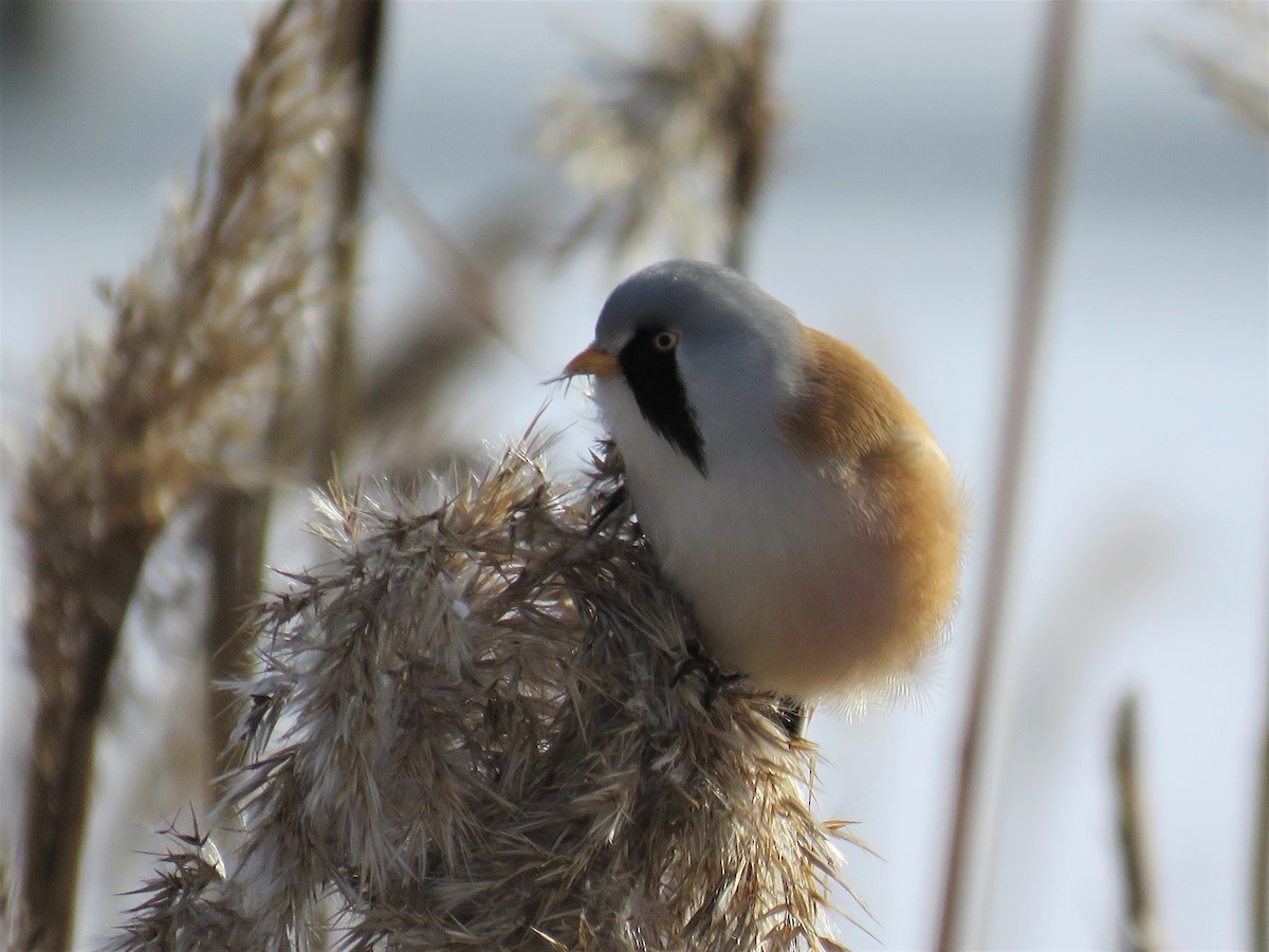Bearded Reedling - ML87252821