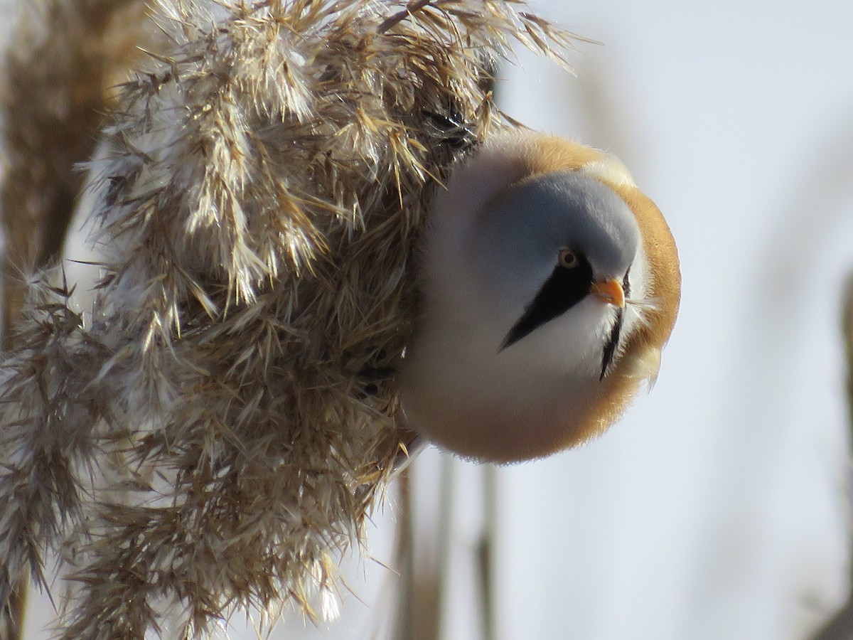 Bearded Reedling - ML87252881