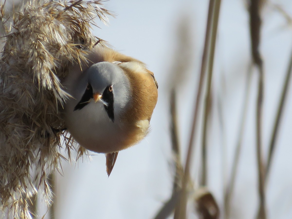 Bearded Reedling - ML87252901