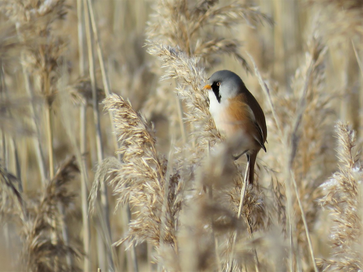 Bearded Reedling - ML87252921