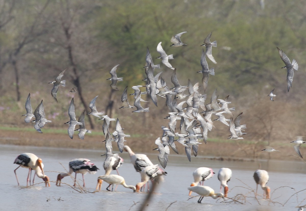 Whiskered Tern - ML87252941