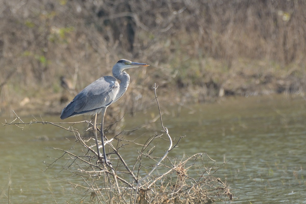 Gray Heron - ML87254921