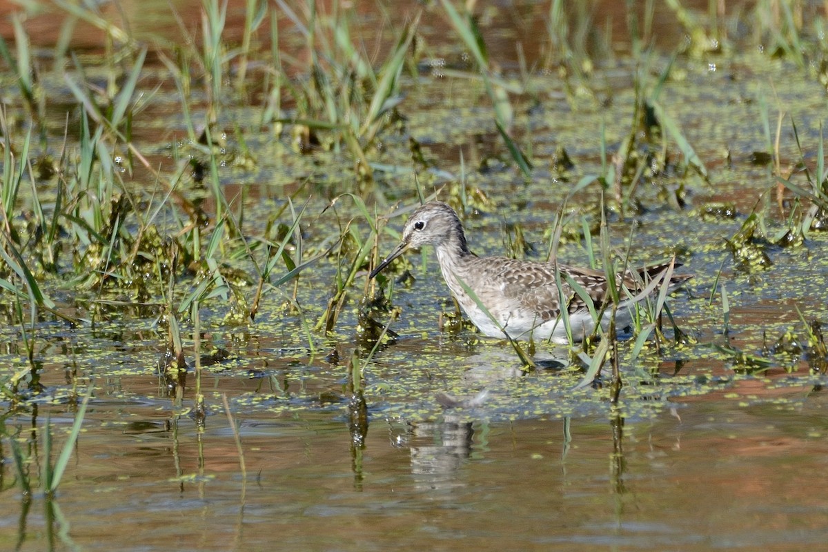 Wood Sandpiper - ML87255221