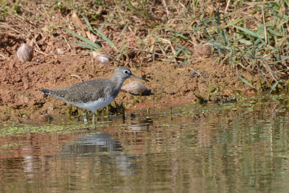 Green Sandpiper - ML87255271