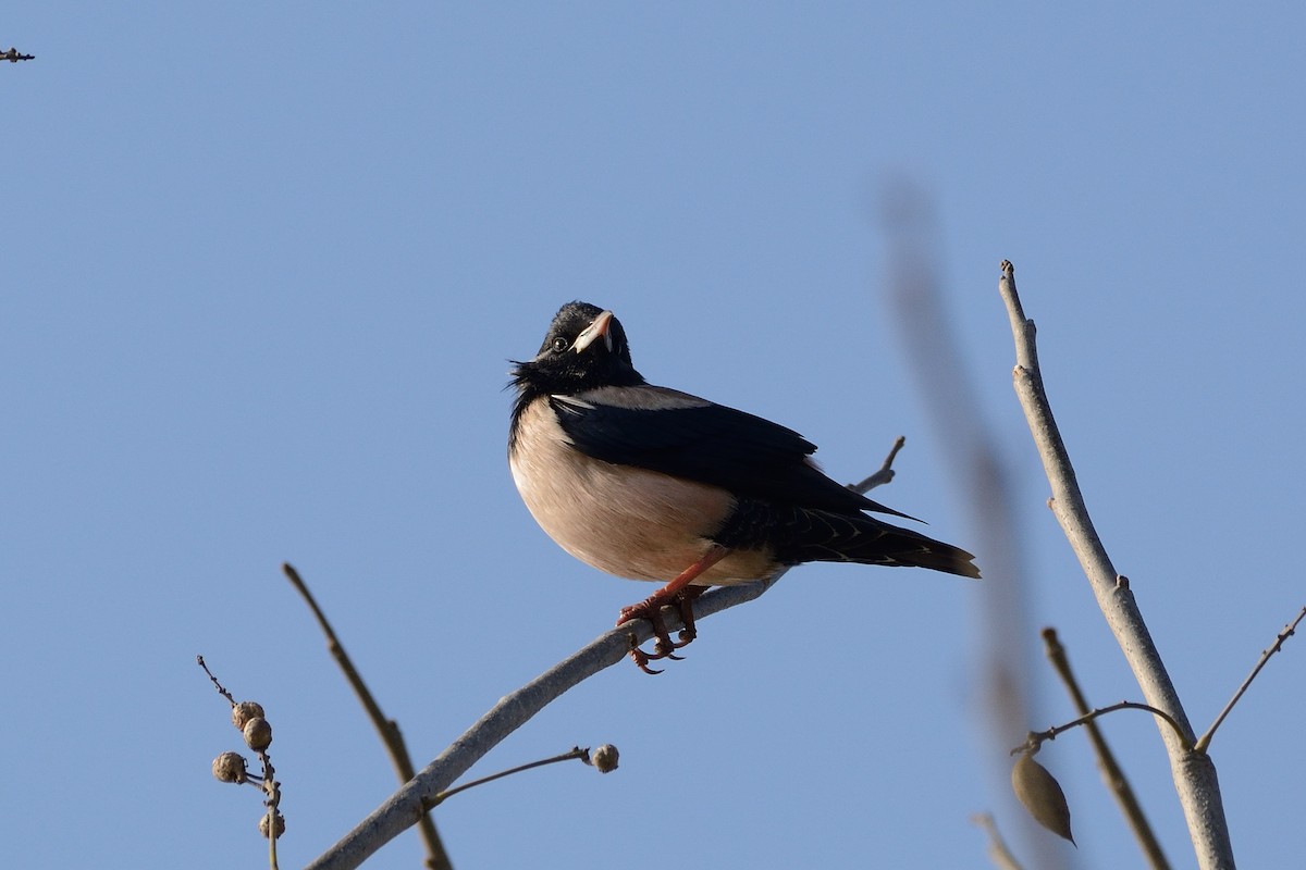 粉紅椋鳥 - ML87255881