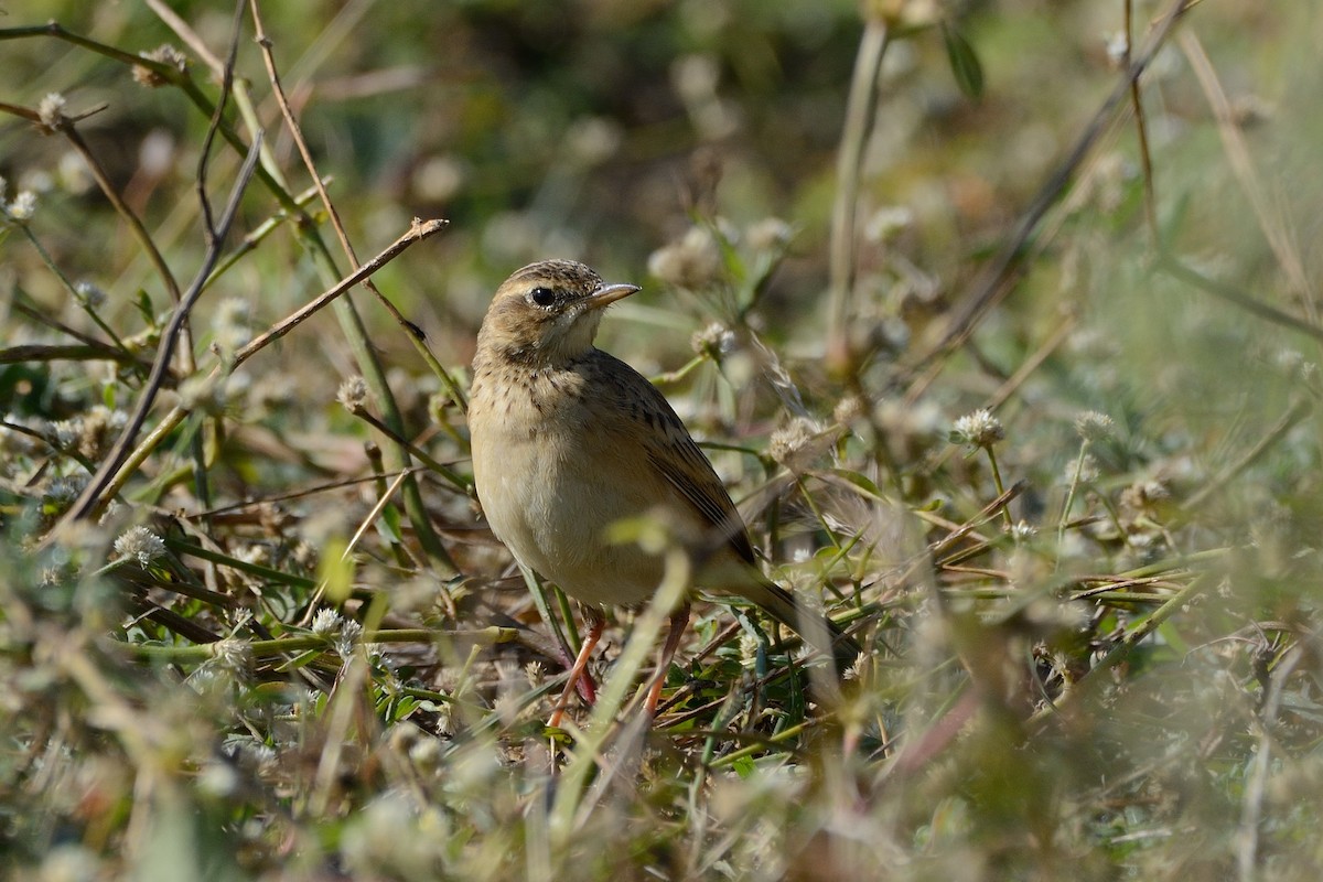 Paddyfield Pipit - ML87256011