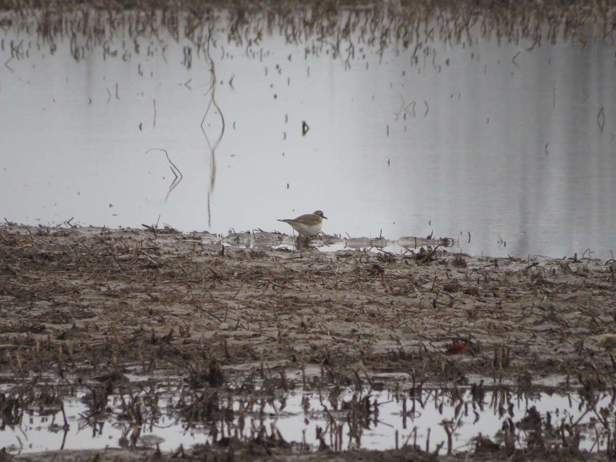 Kildir txirritxoa - ML87256281