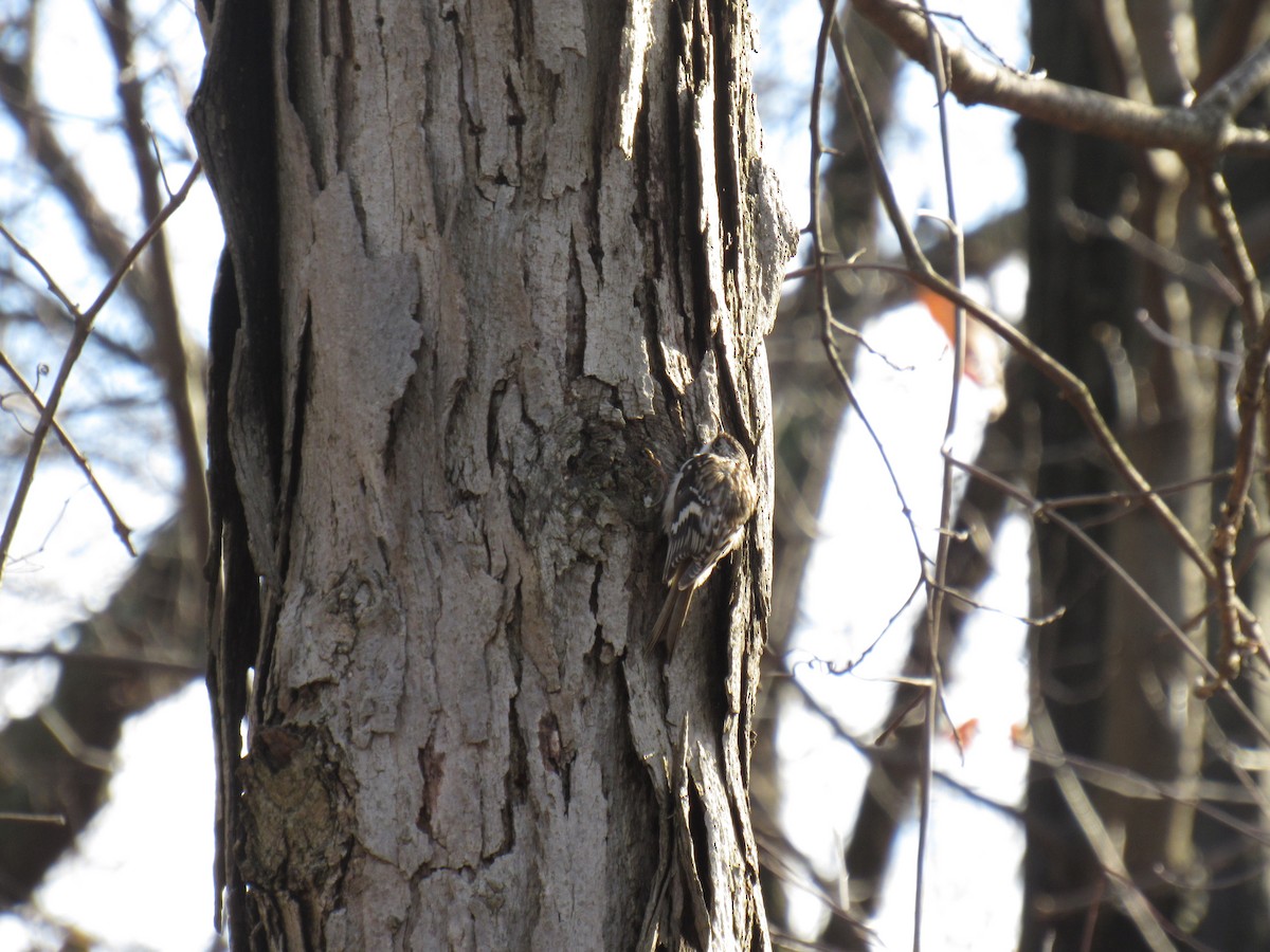 Brown Creeper - John Coyle