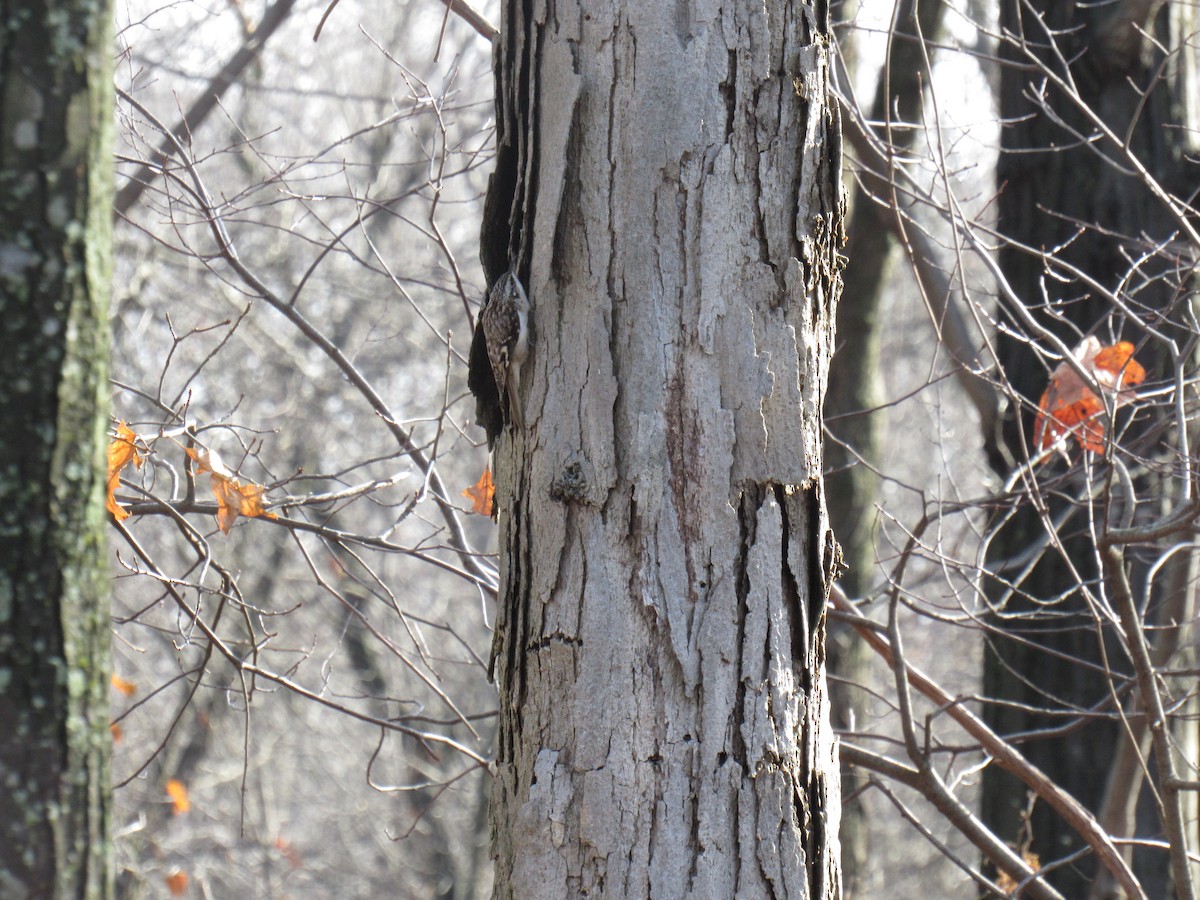 Brown Creeper - John Coyle