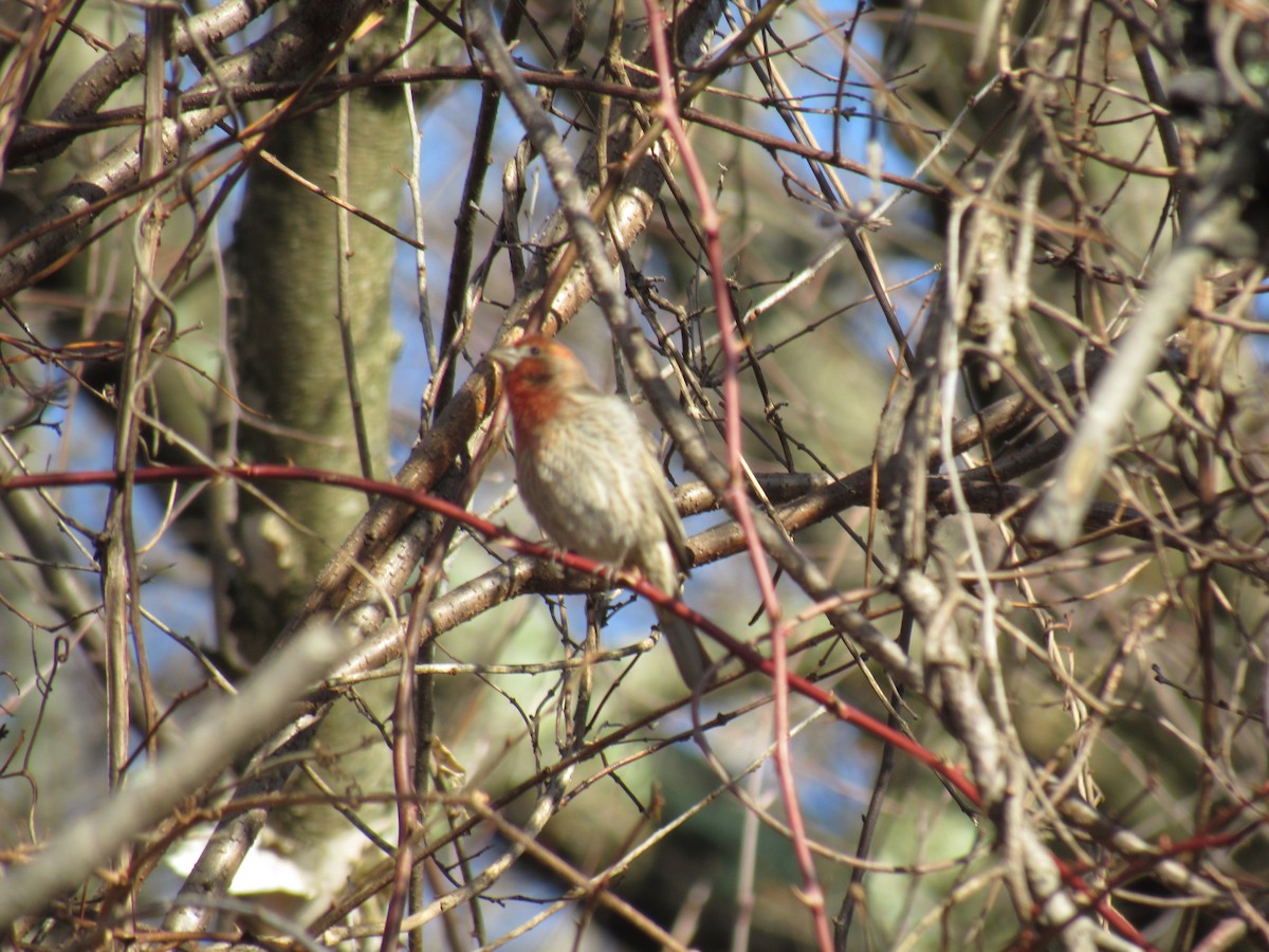 House Finch - ML87256931