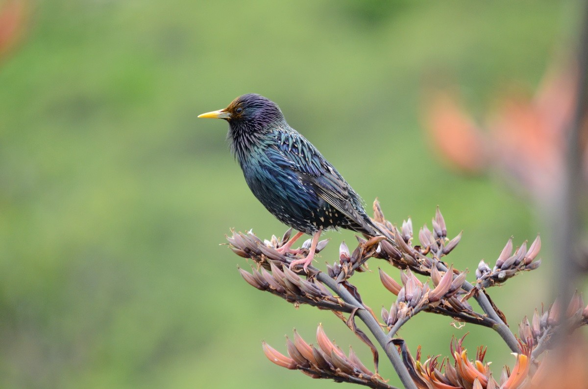 European Starling - ML87259371