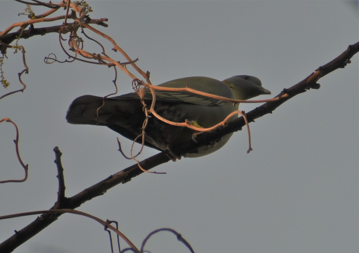 Yellow-footed Green-Pigeon - ML87259761