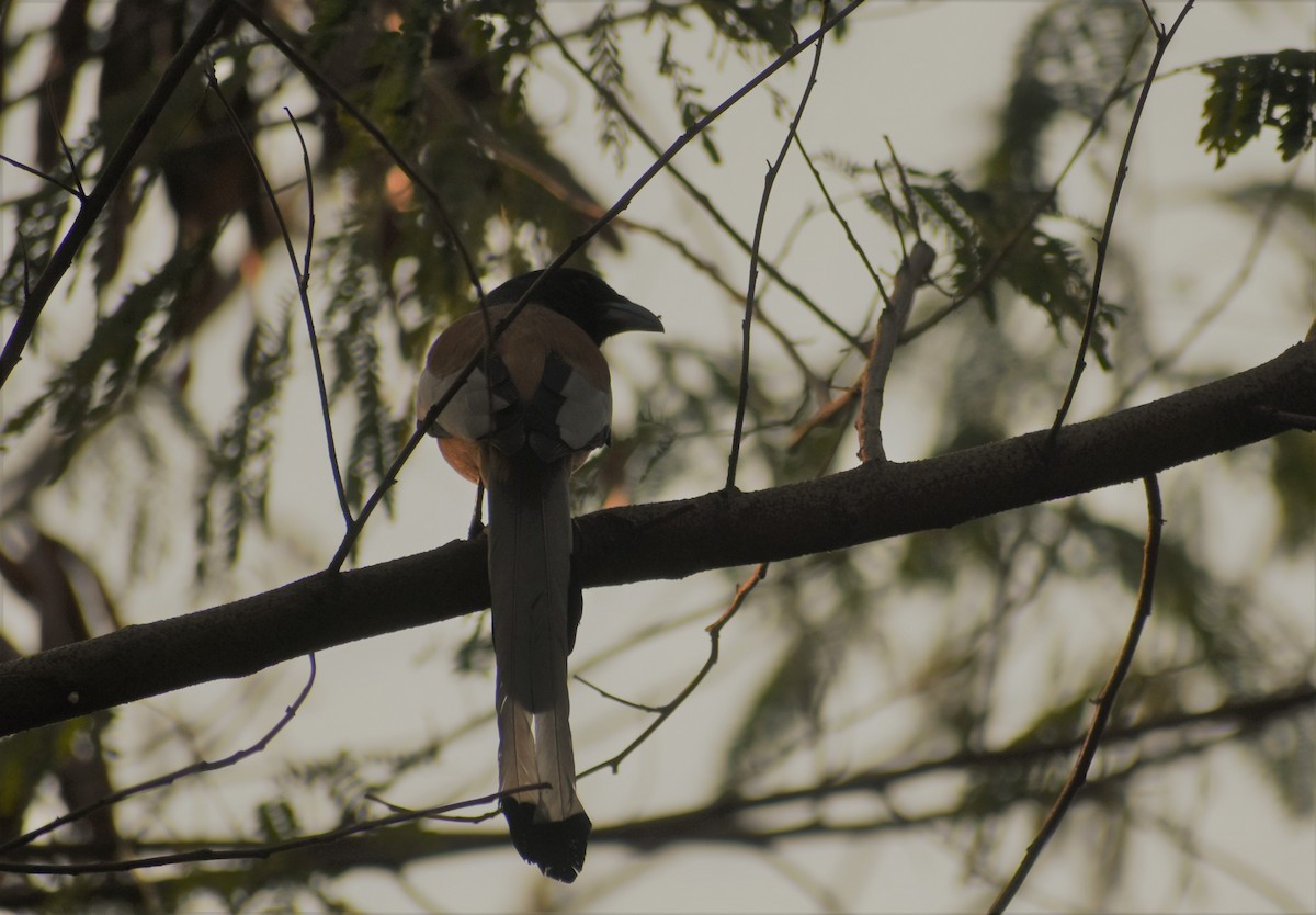 Rufous Treepie - ML87260311