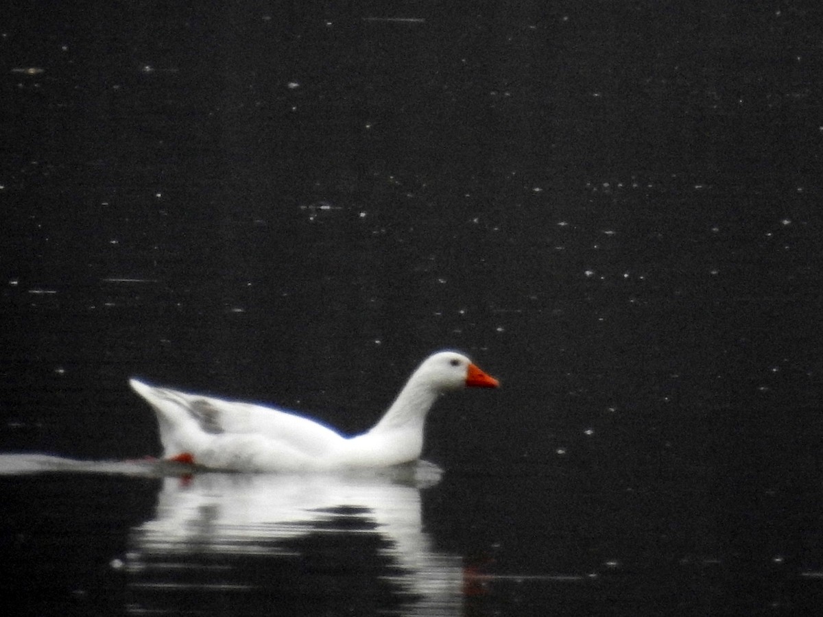 Domestic goose sp. (Domestic type) - ML87262661