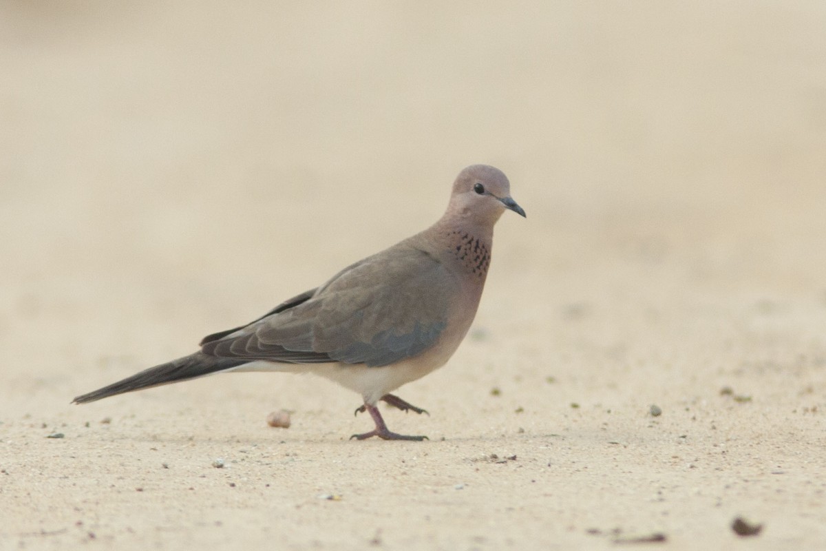 Laughing Dove - ML87262791