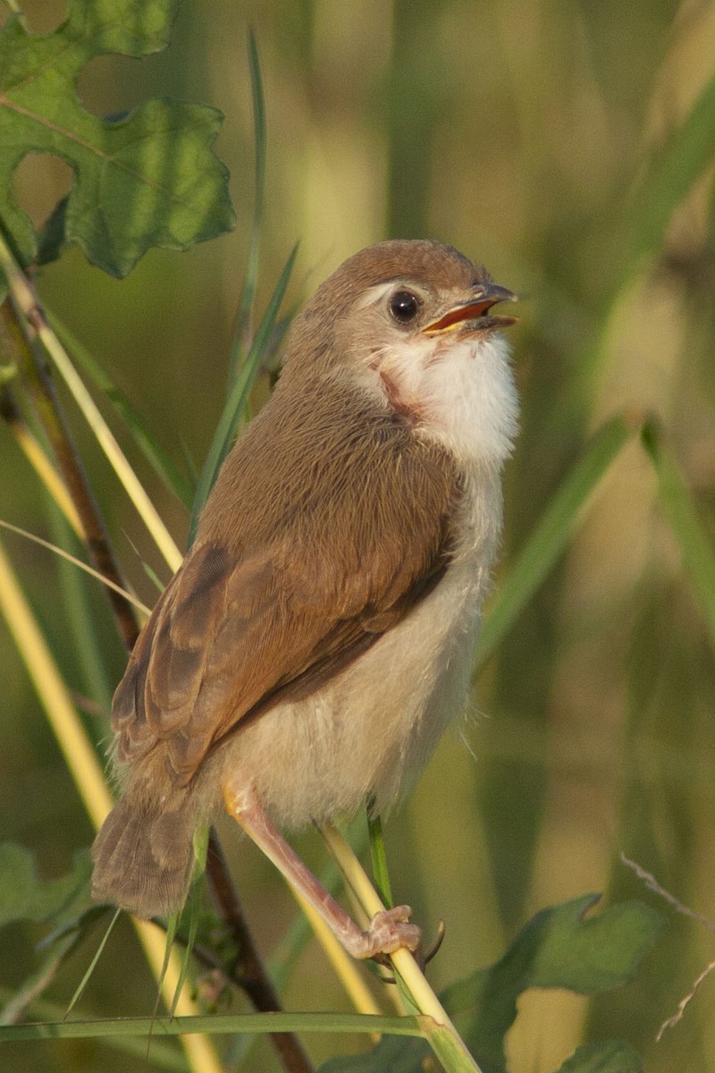 Yellow-eyed Babbler - Vineeth Kumar