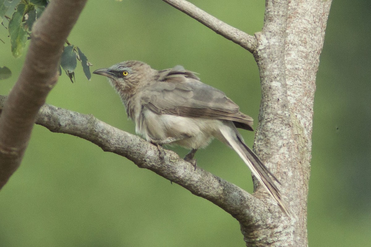 Large Gray Babbler - Vineeth Kumar