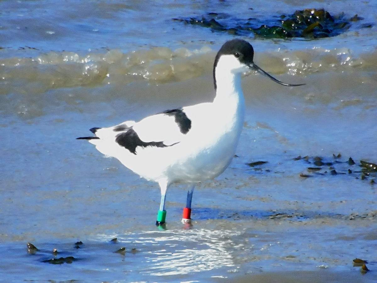 Pied Avocet - Marcio Cachapela