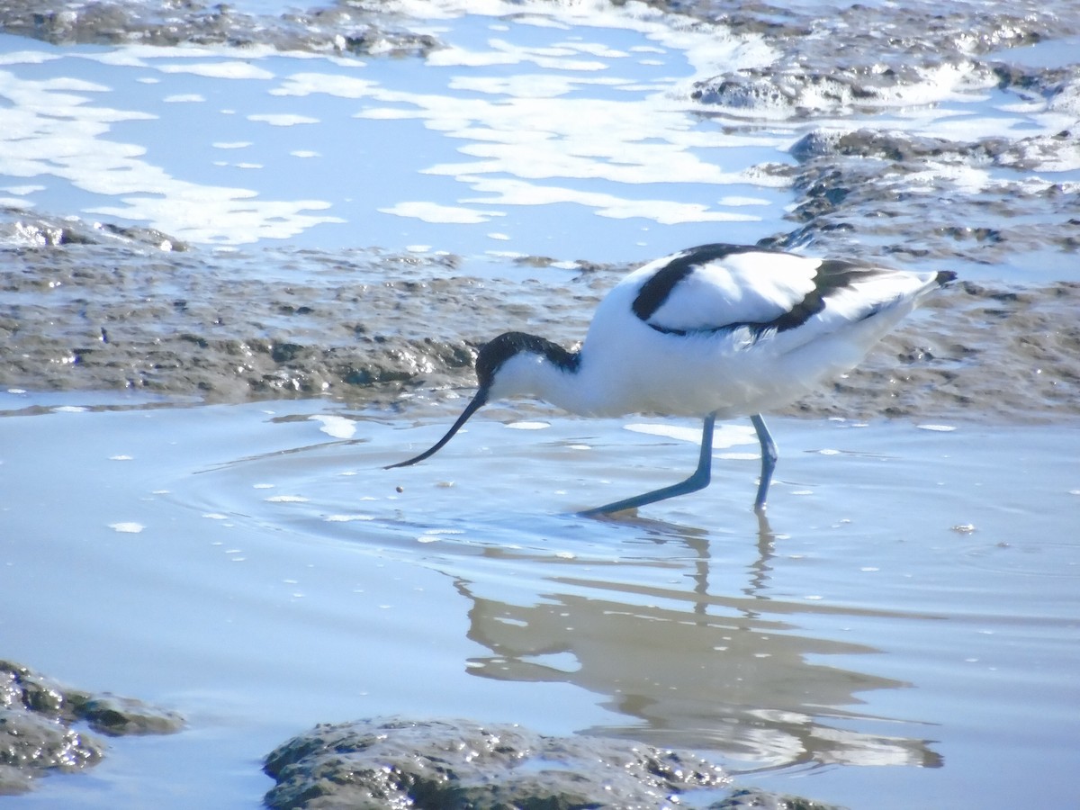 Pied Avocet - Marcio Cachapela