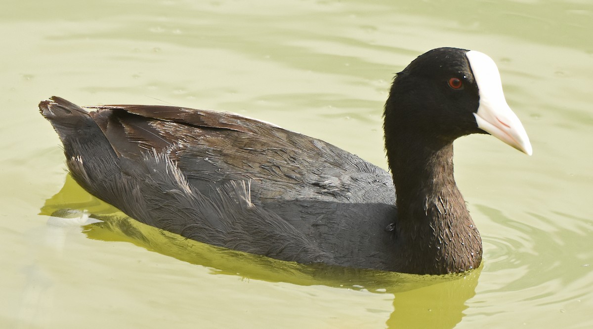 Hawaiian Coot - Steven Mlodinow