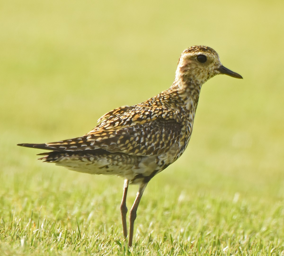 Pacific Golden-Plover - ML87264531