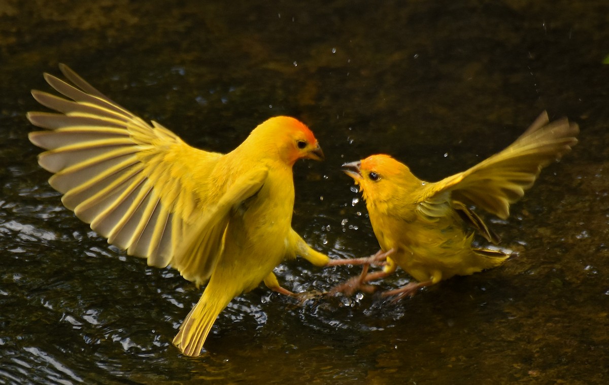 Saffron Finch - ML87264581