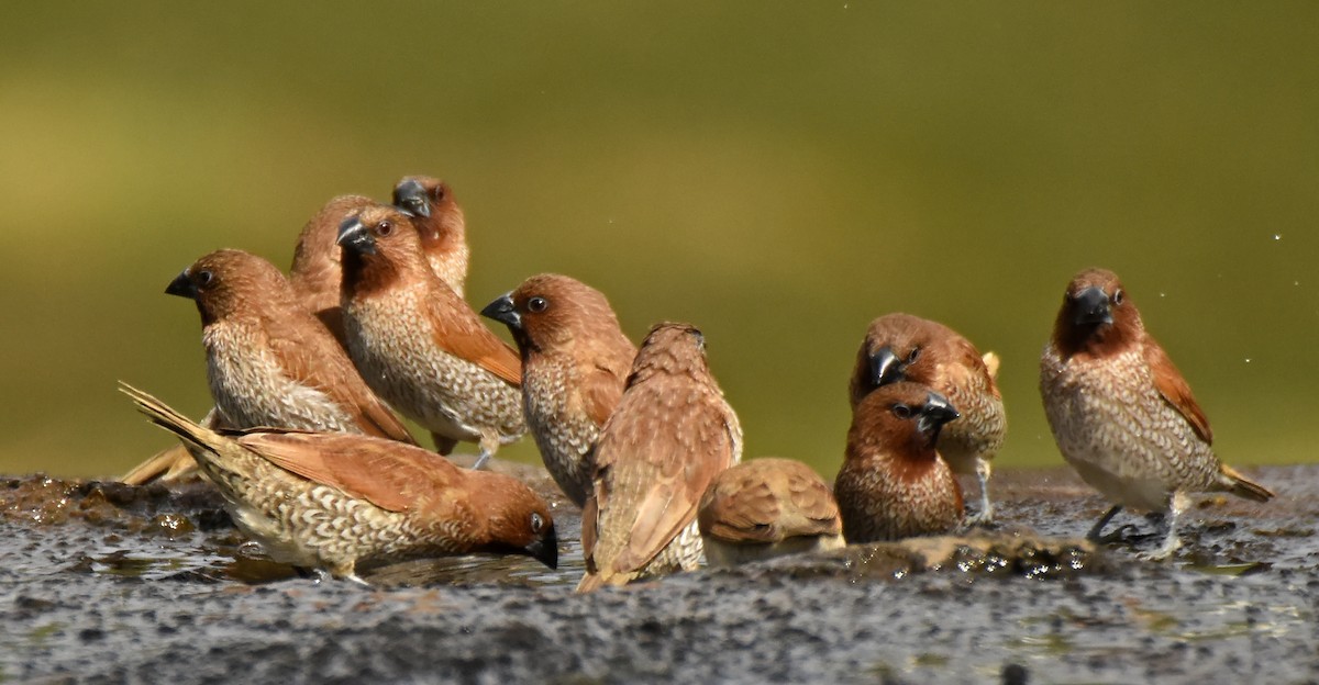 Scaly-breasted Munia - Steven Mlodinow