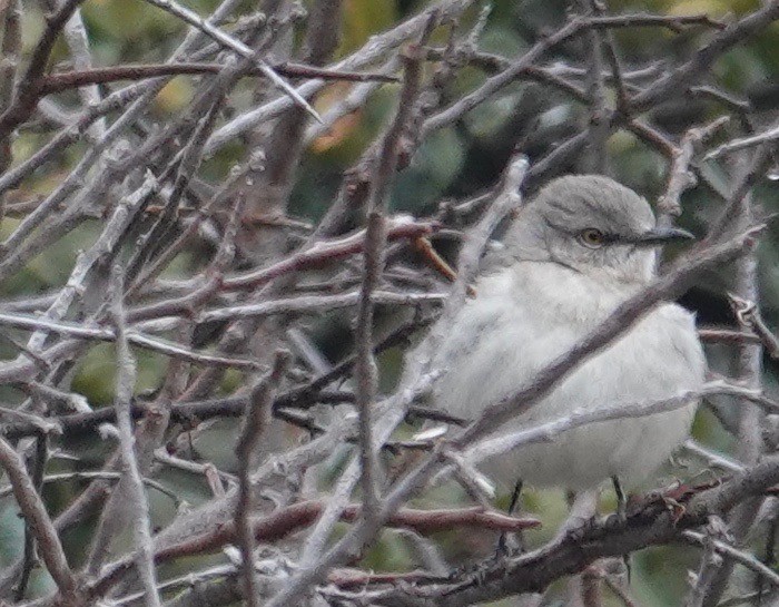 Northern Mockingbird - ML87266091