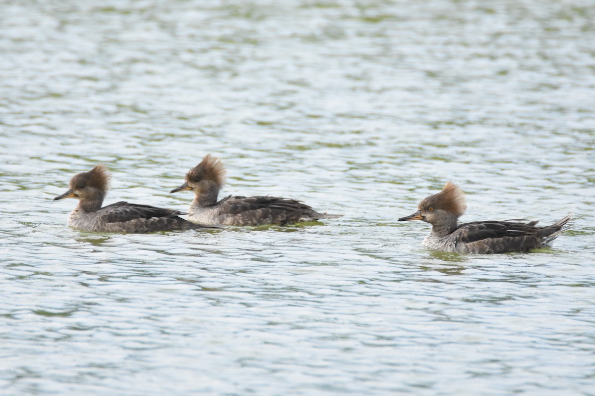 Hooded Merganser - ML87266581