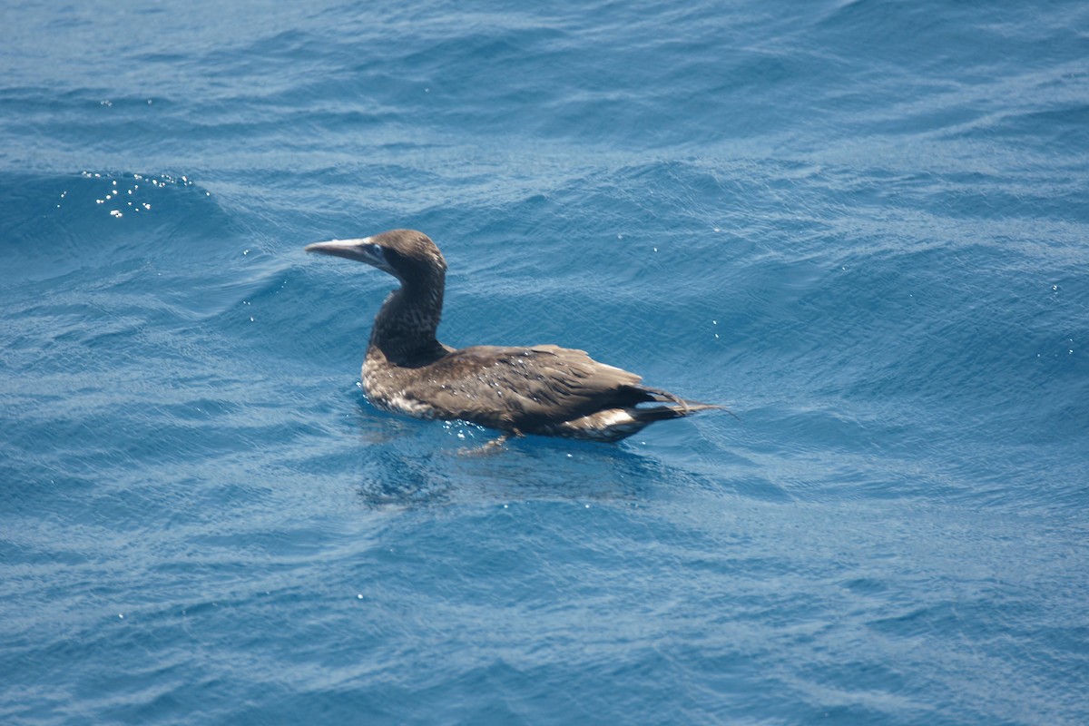 eBird Checklist 23 Apr 2010 Key West 4 species