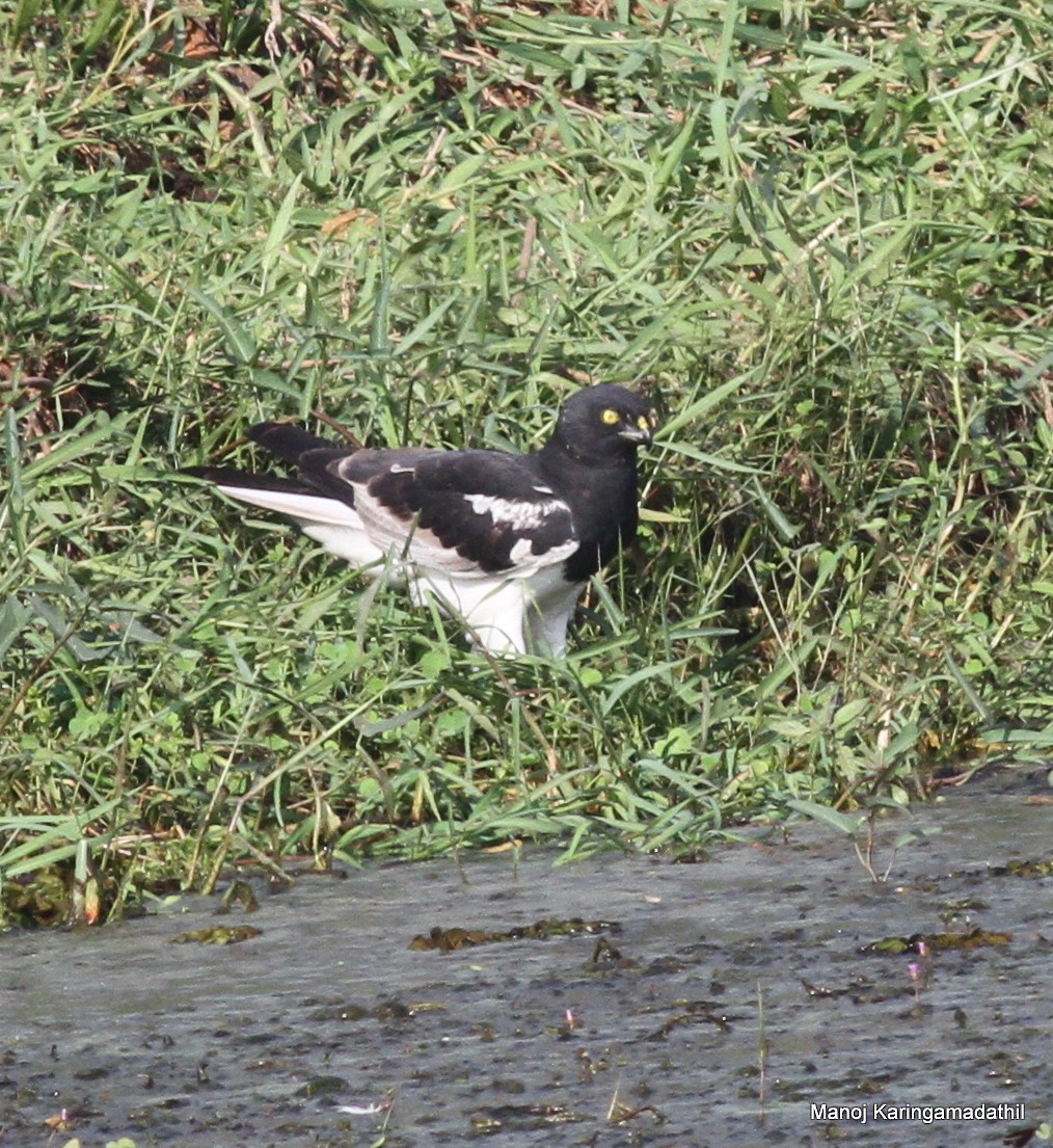 Pied Harrier - Manoj Karingamadathil