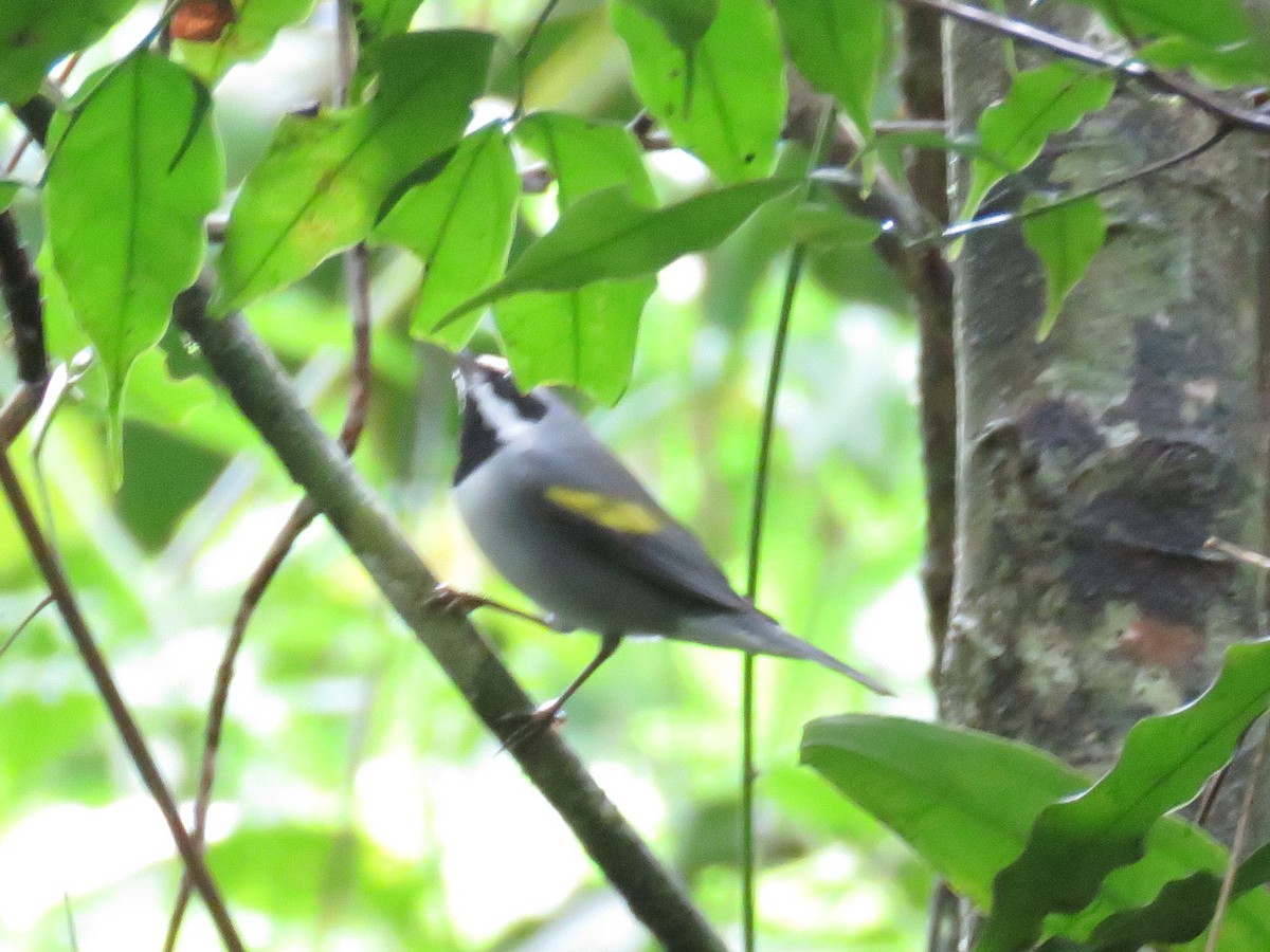 Golden-winged Warbler - Paul Murtaugh