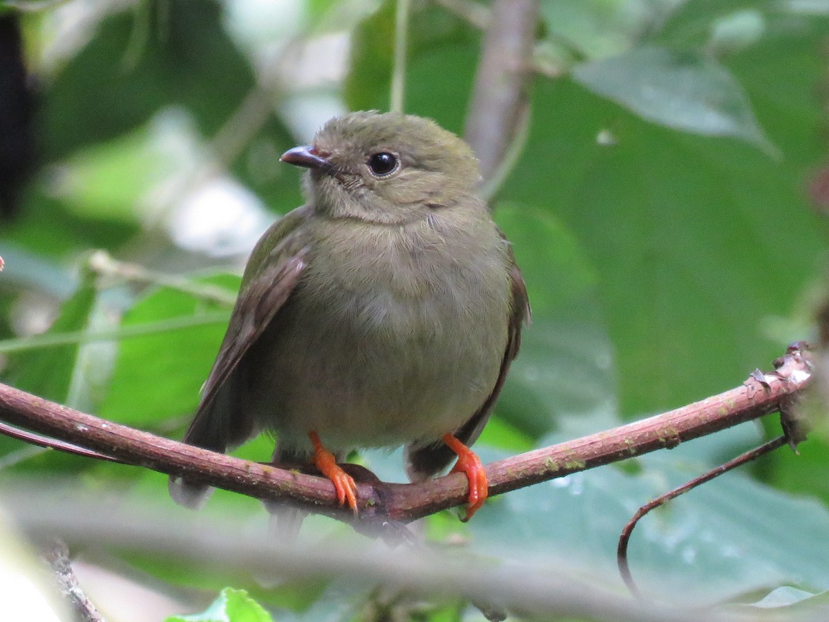 Long-tailed Manakin - ML87268751