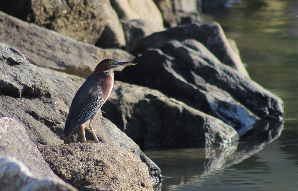 Green Heron - Cindy  Mom