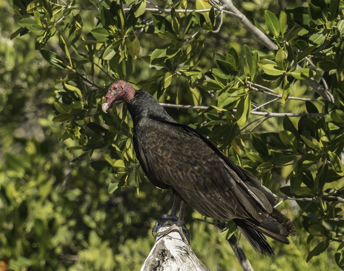 Turkey Vulture - ML87270181